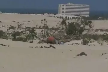 Big ass romantikus pornófilmek kell egy nagy kakas.
