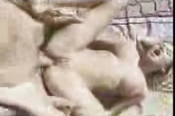 Nagy online szex filmek kakas és 18 éves cuki.